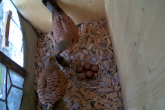 vlcsnap-2020-05-30-19h11m26s563