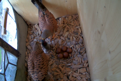 vlcsnap-2020-05-30-19h11m53s288