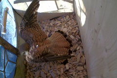 vlcsnap-2020-05-30-19h29m57s504