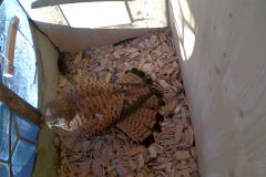 vlcsnap-2020-05-30-19h30m21s972