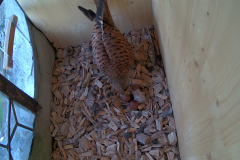 vlcsnap-2020-05-31-09h22m05s531