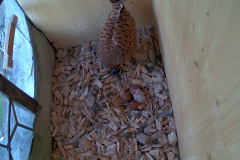 vlcsnap-2020-05-31-09h23m28s387