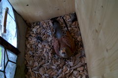 vlcsnap-2020-05-31-13h33m05s552