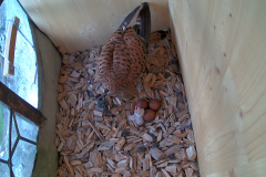 vlcsnap-2020-05-31-14h03m07s483