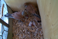 vlcsnap-2020-06-02-21h40m30s644