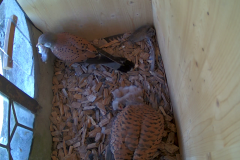 vlcsnap-2020-06-02-22h31m12s504