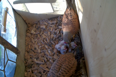 vlcsnap-2020-06-03-08h21m15s042