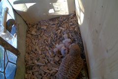 vlcsnap-2020-06-03-08h21m46s973