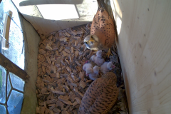 vlcsnap-2020-06-03-08h22m35s151