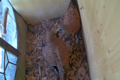 vlcsnap-2020-06-03-21h48m39s885