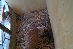 vlcsnap-2020-06-03-21h55m52s947