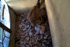 vlcsnap-2020-06-04-08h18m10s529