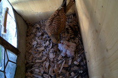 vlcsnap-2020-06-04-21h23m09s493