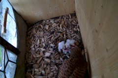 vlcsnap-2020-06-04-21h40m24s863