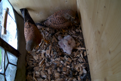 vlcsnap-2020-06-04-21h47m13s415