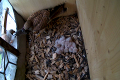 vlcsnap-2020-06-04-21h58m37s654