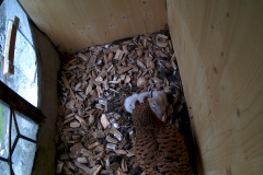 vlcsnap-2020-06-05-15h22m31s374