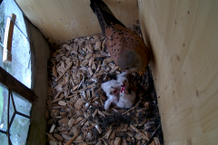 vlcsnap-2020-06-05-15h44m06s818