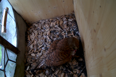 vlcsnap-2020-06-05-15h51m05s086