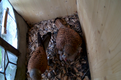 vlcsnap-2020-06-05-15h56m31s050