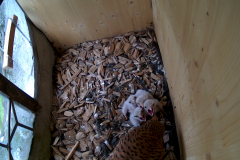 vlcsnap-2020-06-05-16h04m08s331