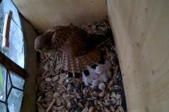 vlcsnap-2020-06-05-16h11m51s067