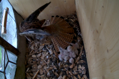 vlcsnap-2020-06-05-16h12m25s761