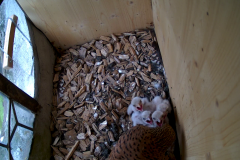 vlcsnap-2020-06-05-16h16m53s527