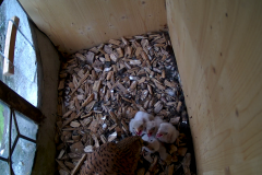 vlcsnap-2020-06-05-16h18m16s311