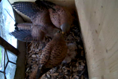 vlcsnap-2020-06-05-16h31m06s287