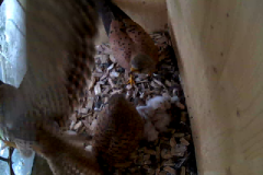 vlcsnap-2020-06-05-16h31m34s534