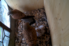 vlcsnap-2020-06-05-16h33m51s915