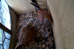 vlcsnap-2020-06-06-19h12m30s149