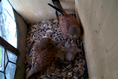 vlcsnap-2020-06-06-19h12m55s455