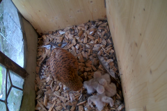 vlcsnap-2020-06-07-09h44m40s894