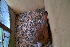 vlcsnap-2020-06-07-09h58m58s683