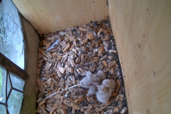 vlcsnap-2020-06-07-10h02m08s661