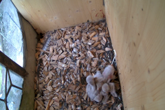 vlcsnap-2020-06-08-10h37m43s628