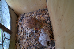 vlcsnap-2020-06-08-14h11m37s971