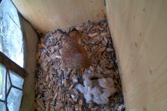 vlcsnap-2020-06-09-10h49m21s067