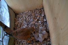 vlcsnap-2020-06-09-11h33m23s049