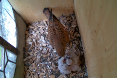 vlcsnap-2020-06-09-11h42m12s615