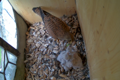 vlcsnap-2020-06-09-11h46m02s118