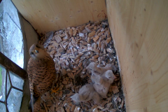 vlcsnap-2020-06-09-15h40m14s285