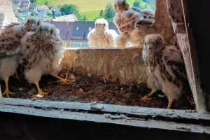Turmfalken im westlichen Nest