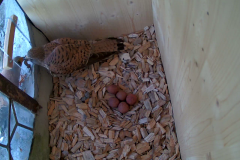 vlcsnap-2020-05-11-22h32m41s224