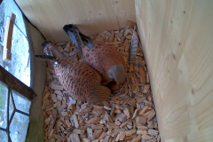 vlcsnap-2020-05-13-15h15m47s423