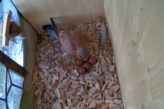 vlcsnap-2020-05-13-15h16m11s740