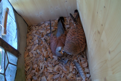 vlcsnap-2020-05-14-08h35m50s244