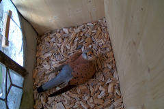 vlcsnap-2020-05-14-16h18m09s748